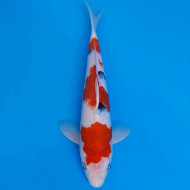 Sanke 31cm