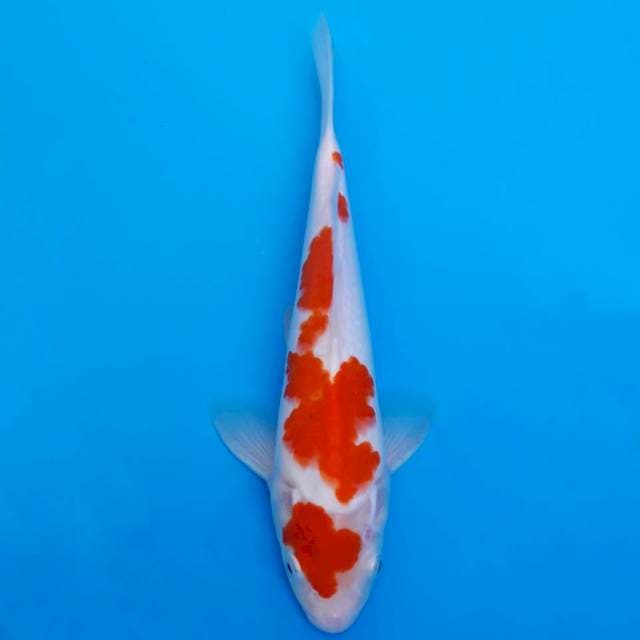 Kohaku 26cm