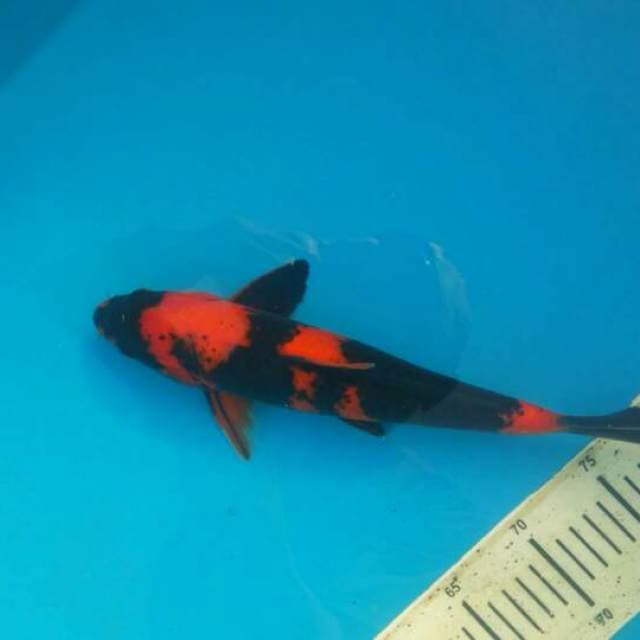 Hiu 32cm skin soft