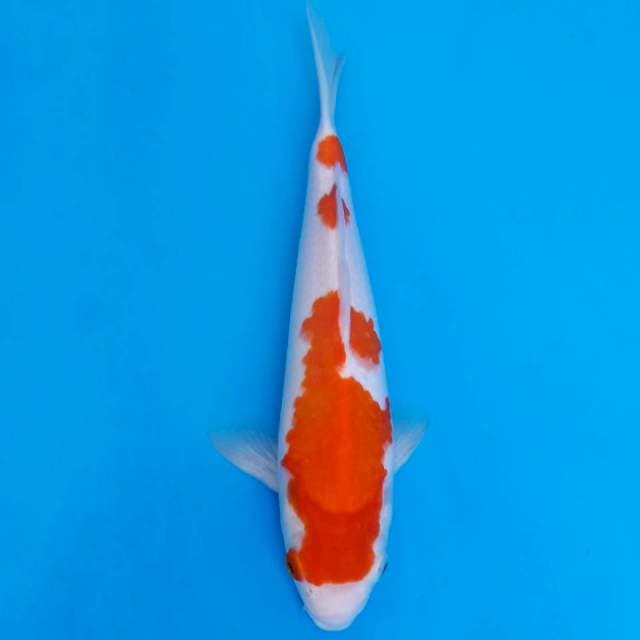 Kohaku 25cm