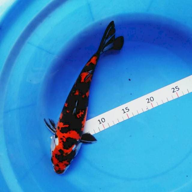 Doitsu 26cm