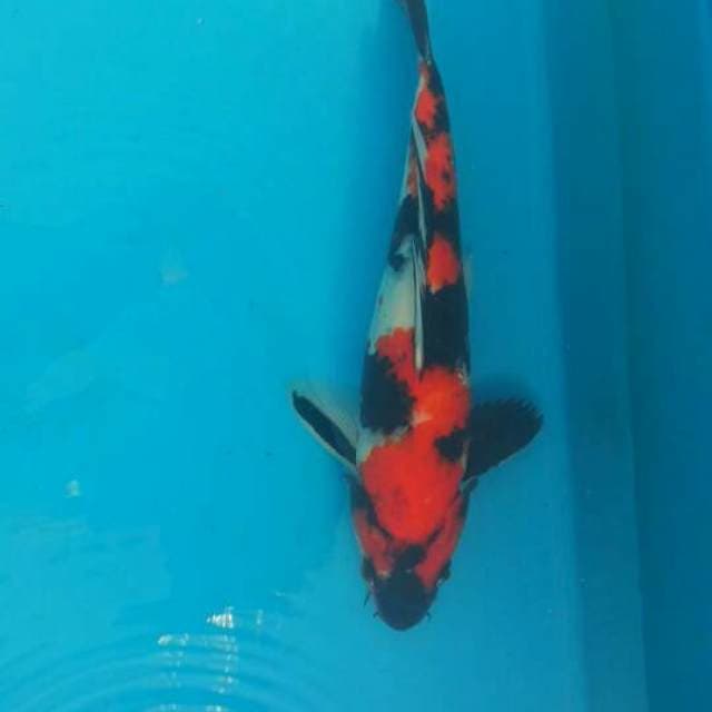 Showa sanshoku 30cm