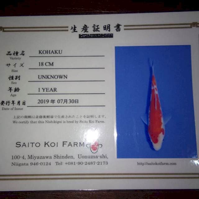 Kohaku (Saito) 18cm. Import dan Sertifikat