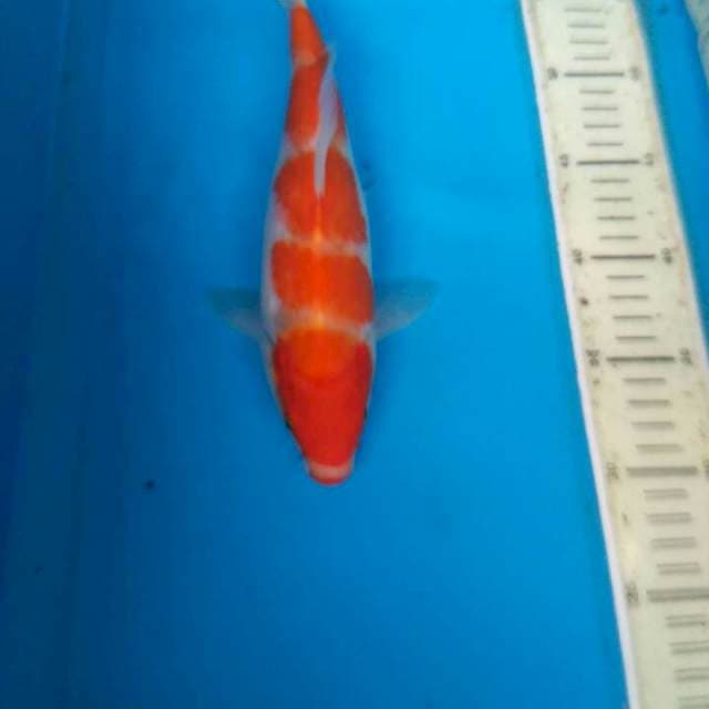 KOHAKU 30BU