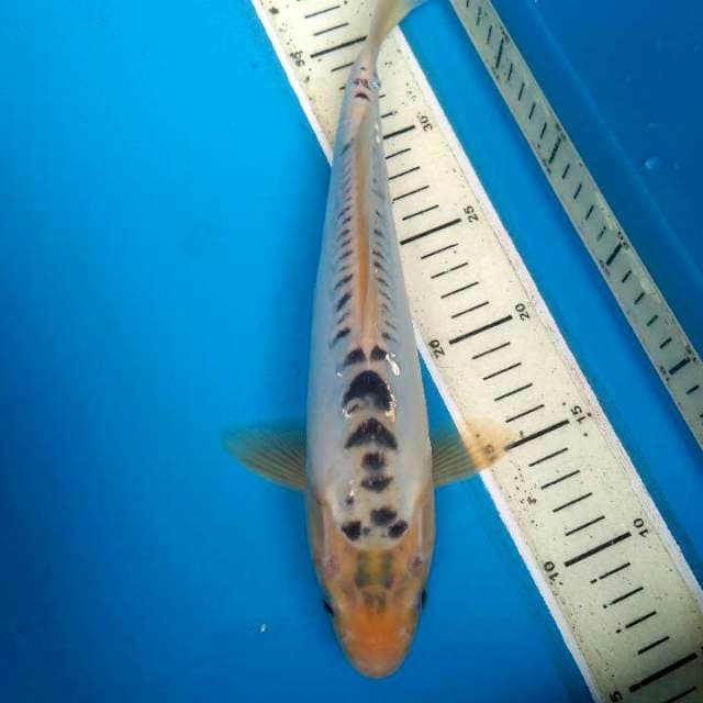 SHUSUI 35BU 