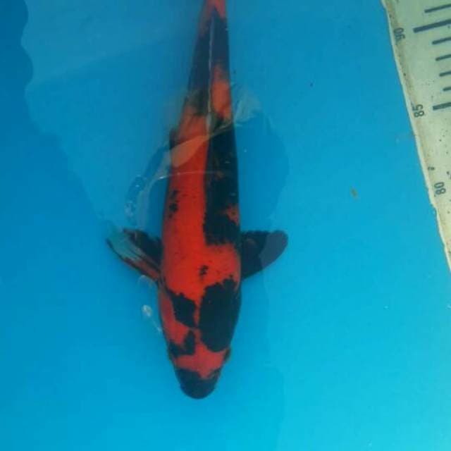 Hi utsuri 32cm
