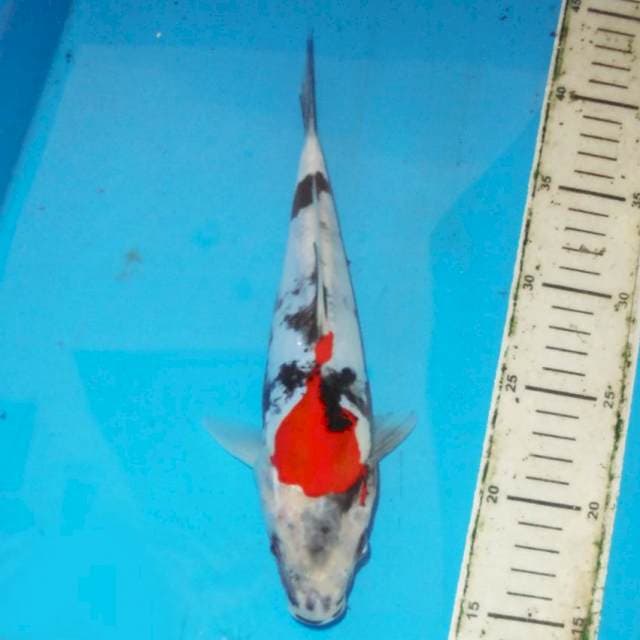 22cm DOITSU SHOWA