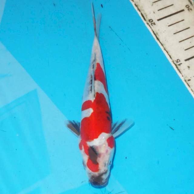 22cm DOITSU SHOWA