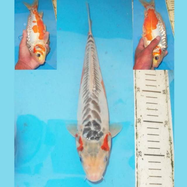 30cm SHUSUI 