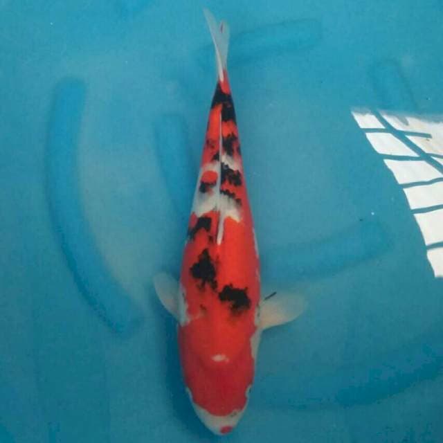 Ogata Jumbo Male Sanke
