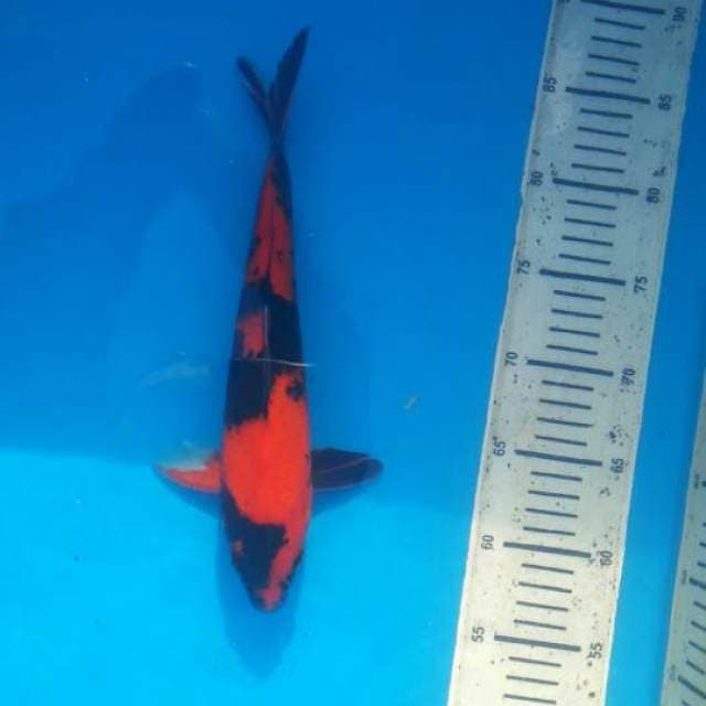 Hi utsuri 27cm simple patern