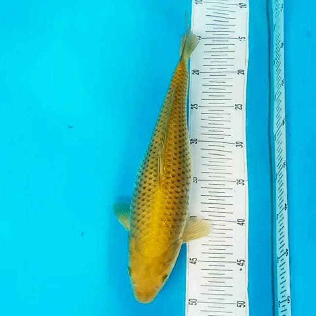 Chagoi syantik 33 cm