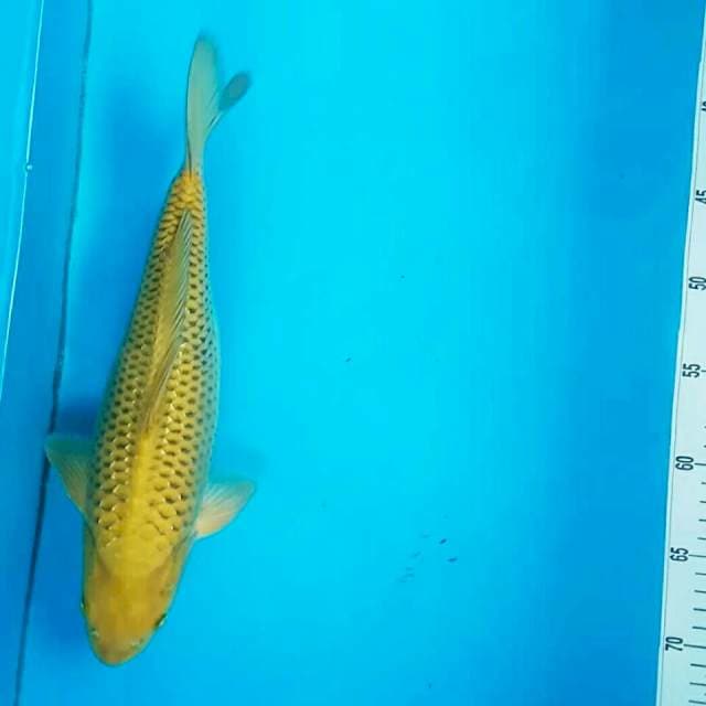 Chagoi syantik 32 cm