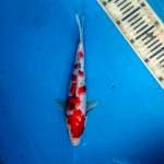 sanke original 28 cm 