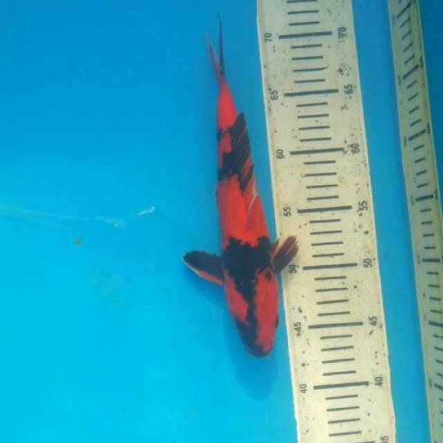 Hi utsuri 27cm