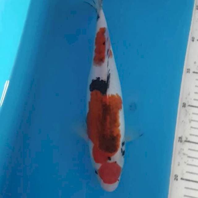 Antik Sanke Koromo 32 cm