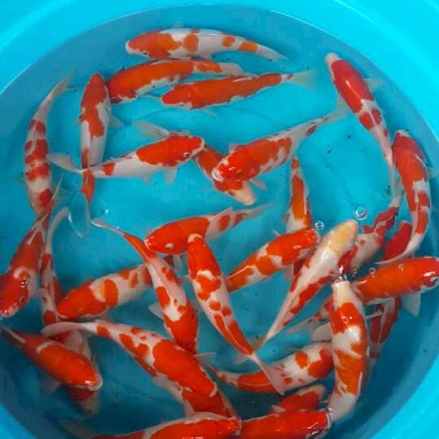 30 kohaku. 25 bu.