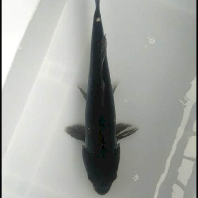 KARASU Jumbo
