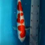 Kohaku 40bu