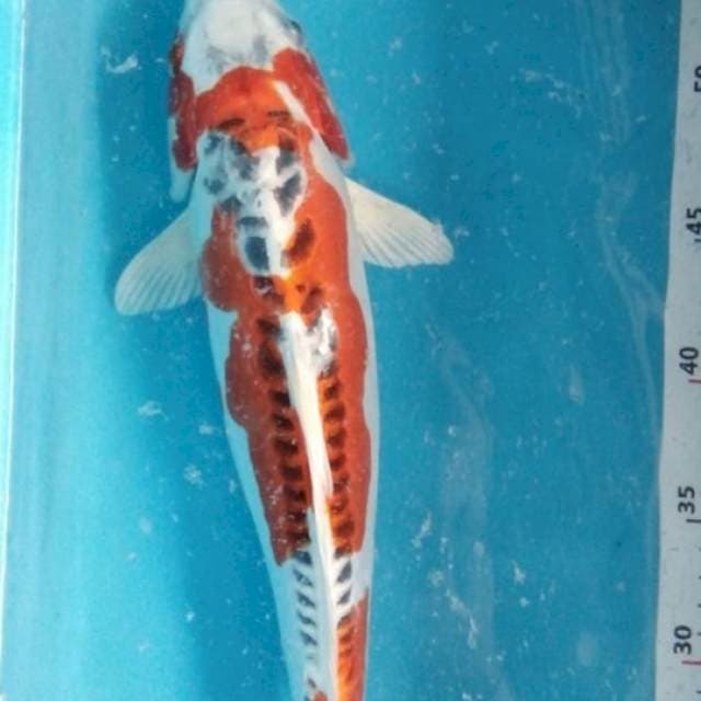 Shusui kiko 35bu