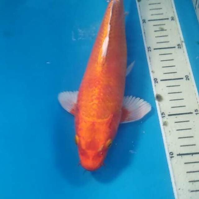 Orenji motoaka