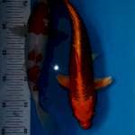Kohaku 25bu, aka matsuba 30bu