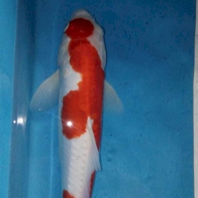 Kohaku 35bu