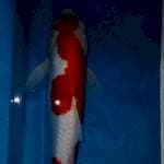 Kohaku 35bu