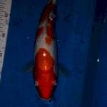Kohaku 30bu