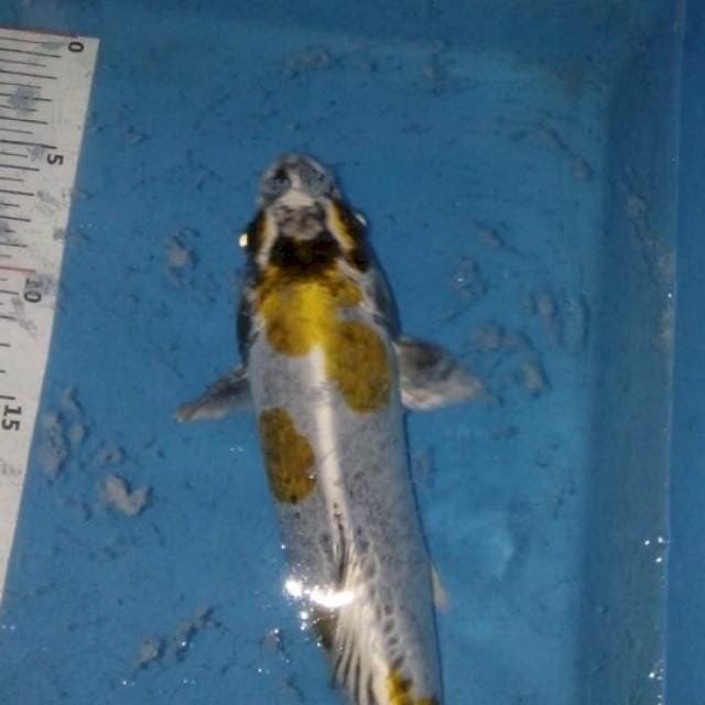 Shusui kiko punuk f1 30bu