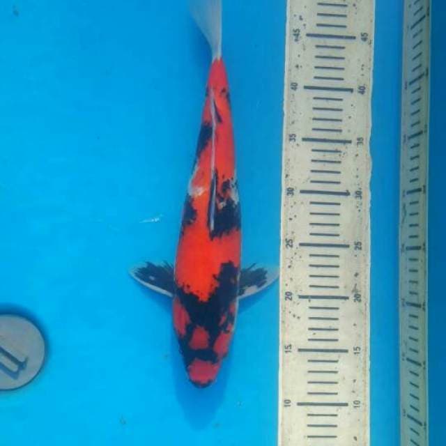 Hi showa 37cm black red