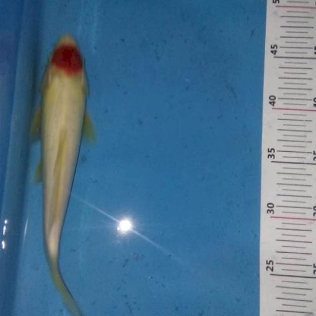 Tancho 25bu