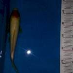 Tancho 25bu
