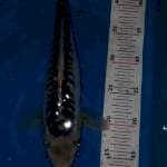 Shusui 30bu