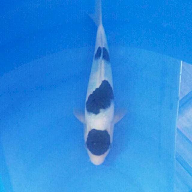 Budo Goromo, 23 cm