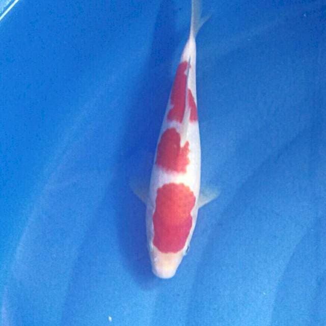 HQ Kohaku, 21 cm