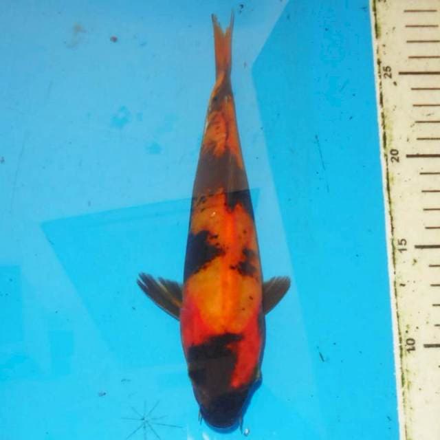 Hi utsuri doitsu 24 cm