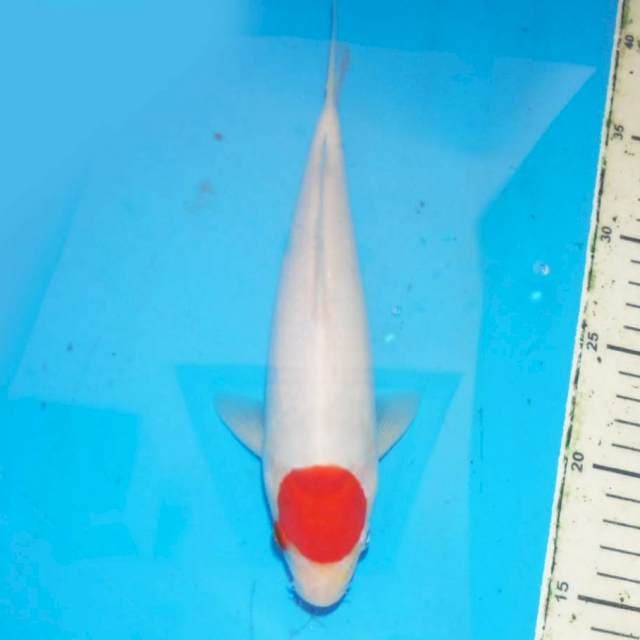 Tanco kohaku 25 cm