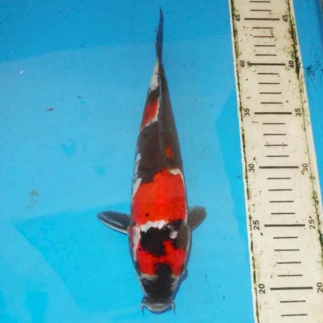 Doitsu Showa 26 cm