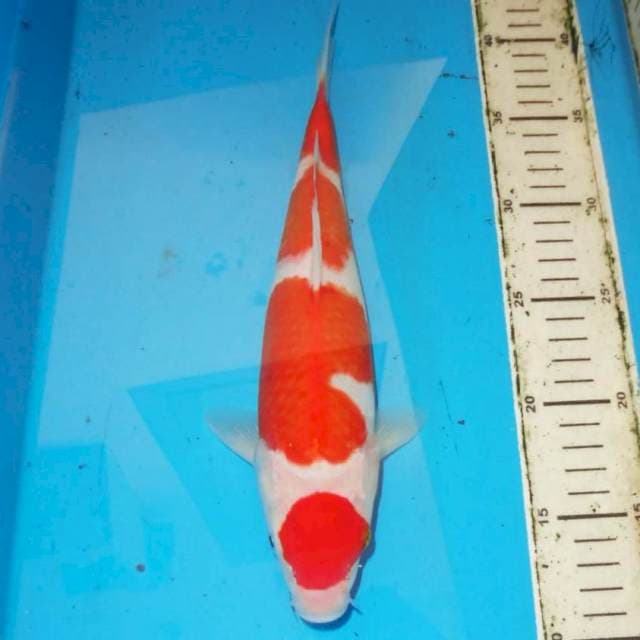 Kohaku 30 cm
