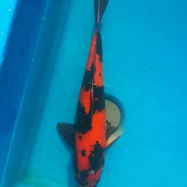 Hi utsuri zig zag 37cm