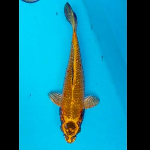 Gold Kawari 30cm