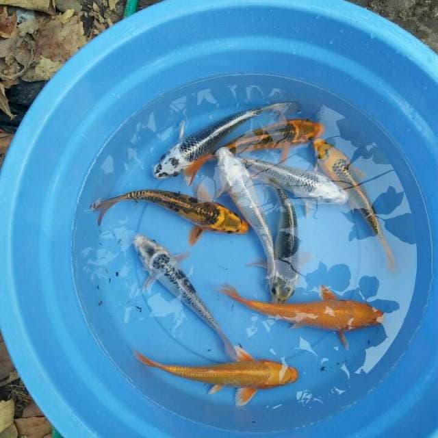 Kujaku mix 10ekor 20-22cm 