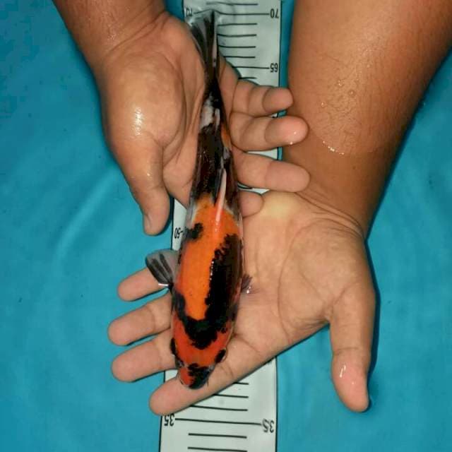 showa 25 cm