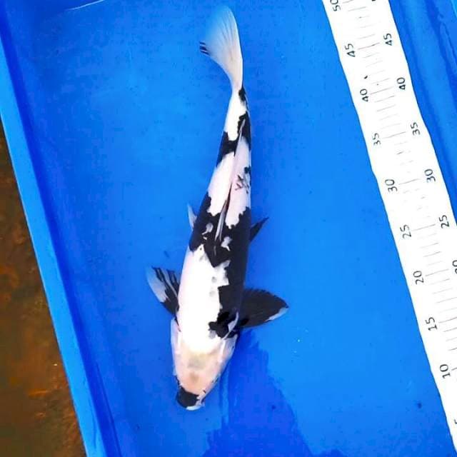 Shiro Hitam Pekat # 38cm