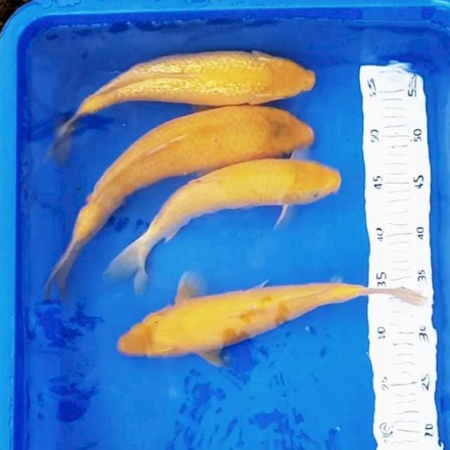 4 Ekor Karashi Ginuk # 27-33cm