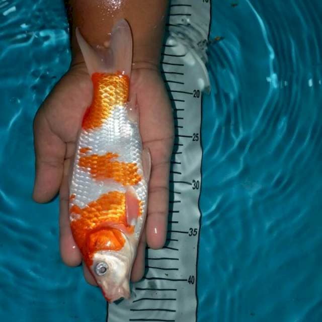kohaku munuk 22 cm