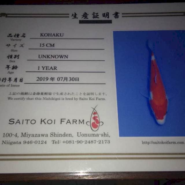 Kohaku (Saito) 15cm. Import dan Sertifikat
