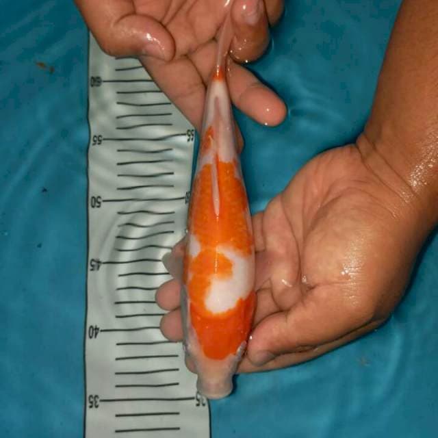 kohaku munuk 24 cm