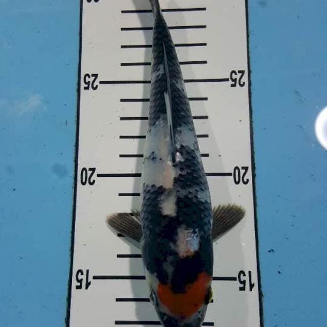 Tc showa 19 cm